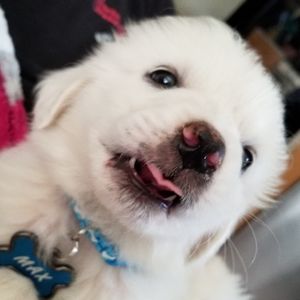 Meet your Posher, Careese